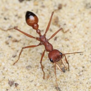 🐜 Мурахи
