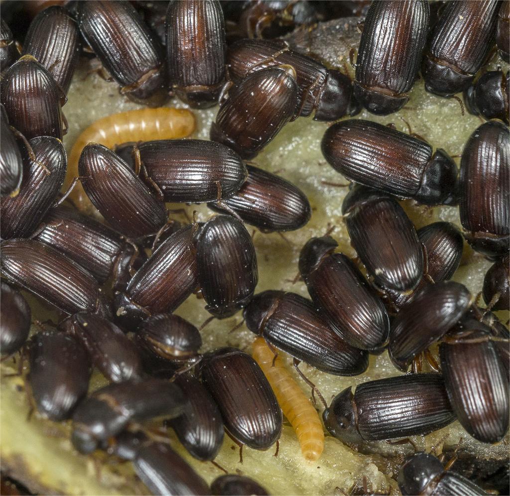 Жук Знахар (лат. Ulomoides dermestoides)