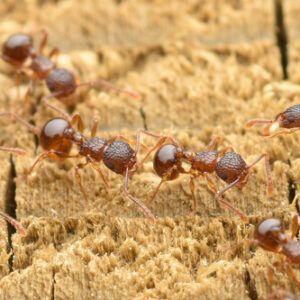 Pristomyrmex punctatus