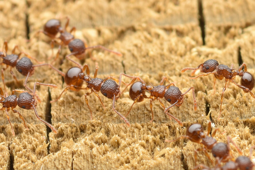 Pristomyrmex punctatus