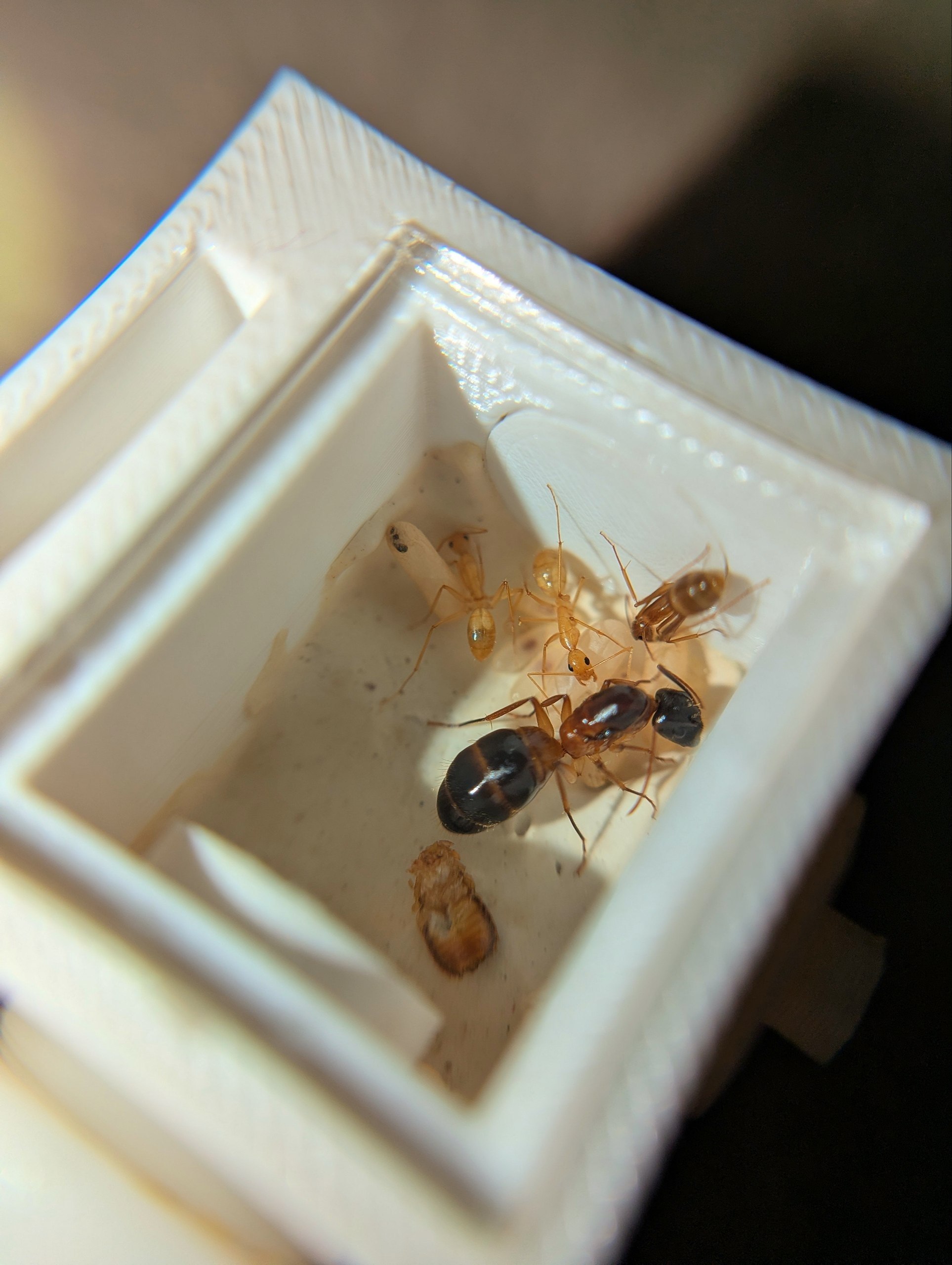 Camponotus pseudoirritans - Зображення 4