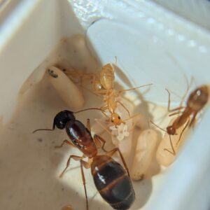 Camponotus pseudoirritans