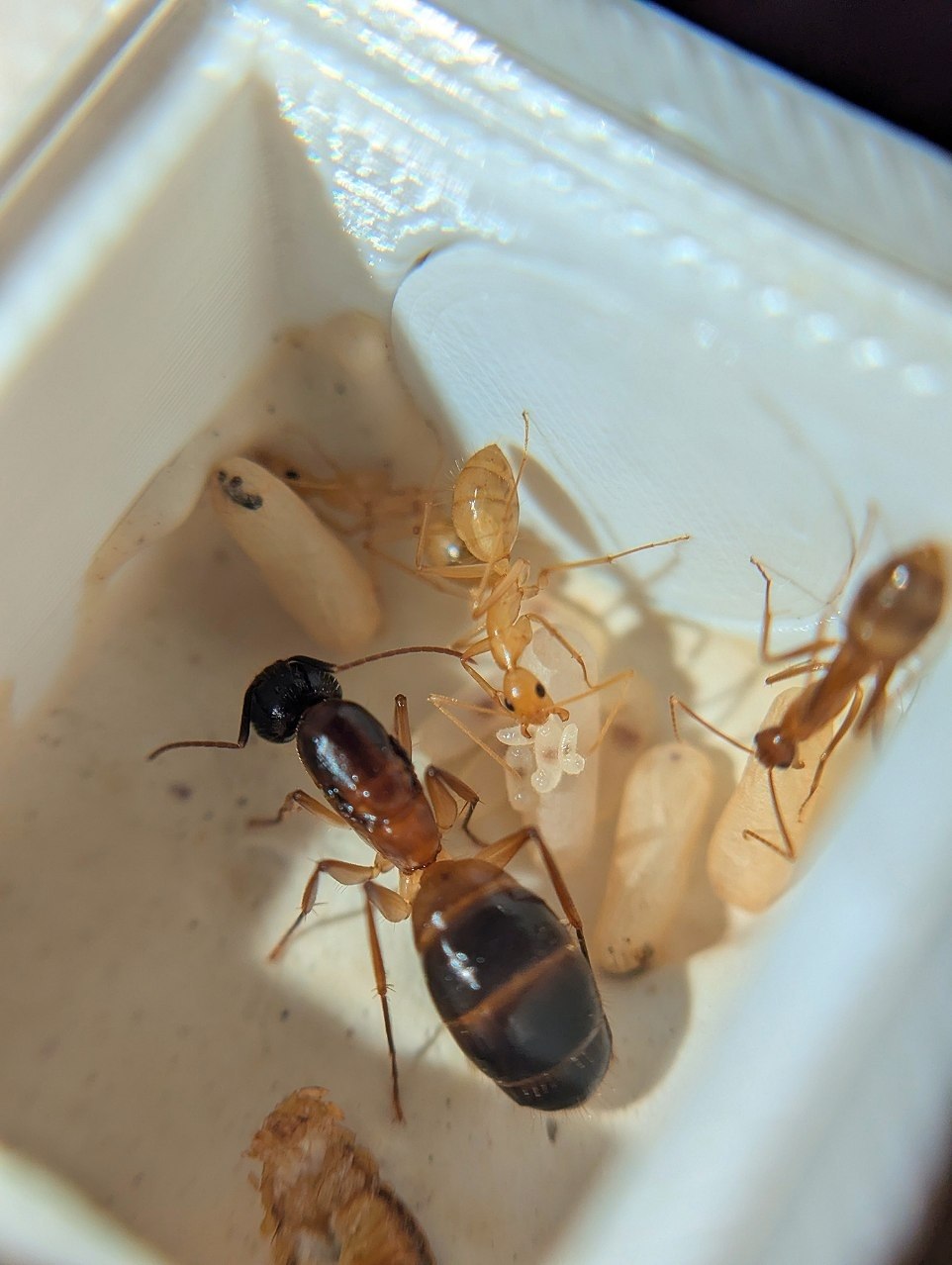 Camponotus pseudoirritans
