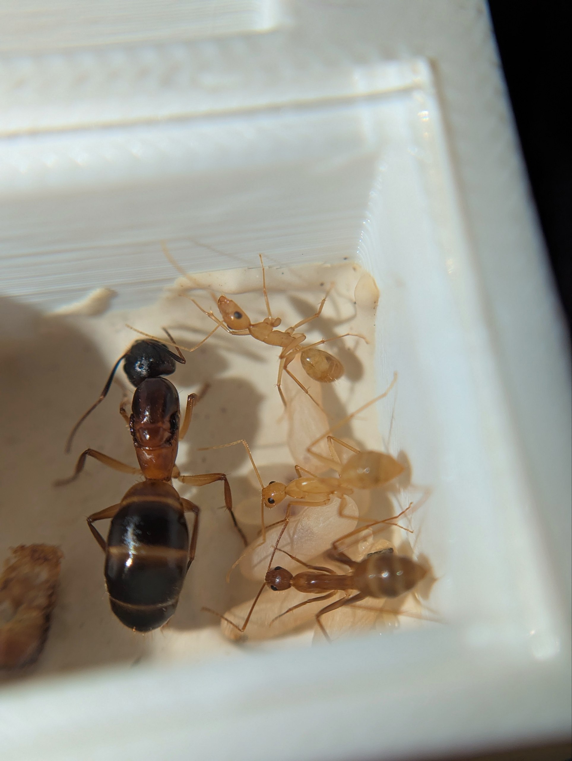 Camponotus pseudoirritans - Зображення 3