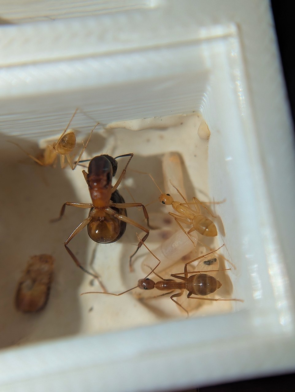 Camponotus pseudoirritans - Зображення 2
