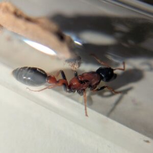 Tetraponera rufonigra