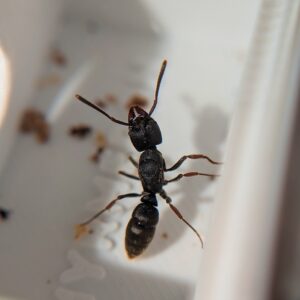 Ectomomyrmex zhengi