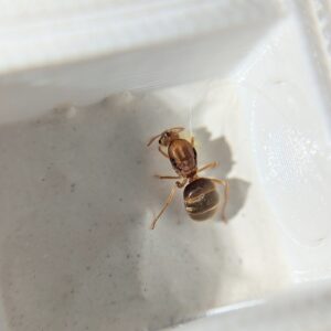 Pseudolasius cf. similus