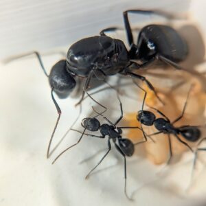 Camponotus japonicus